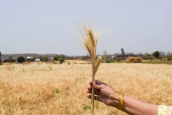 Kurutulmuş buğday bitkisi buğday kulakları. Buğday sapı buğday tarlalarında tek başına hasat ediliyor.