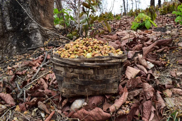 Mahua çiçekleri Hindistan 'ın Madhyapradesh Ormanı bölgesinde doğal olarak kurutulmuş ve bambu sepetinde toplanmıştır. Mahuwa ağacının yabani meyveleri Madhuka ya da Tereyağı ağacı olarak da bilinir..