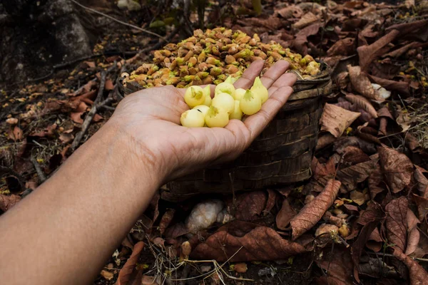 Hindistan 'ın Madhyapradesh Ormanı bölgesinde elinde Mahua çiçeklerinin meyve çiçeğini tutan kişi doğal olarak kurutuldu ve bambu sepetinde toplandı. Mahuwa ağacının meyveleri Madhuka ya da Tereyağı ağacı olarak da bilinir..