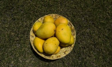 Arka planda bir sepette taze mango meyveleri..