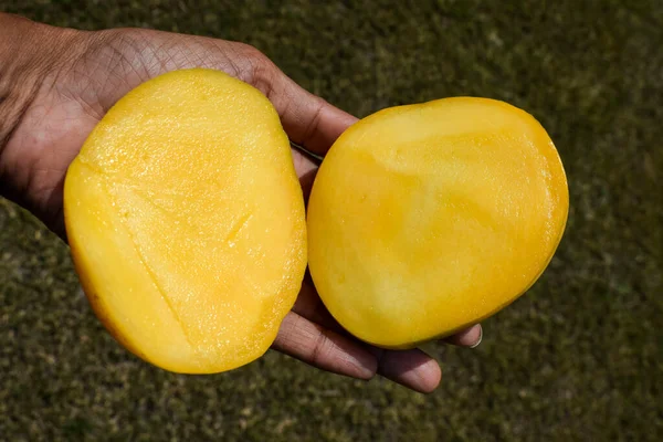 Weibchen Halten Leckeren Saftigen Indischen Mango Der Hand Halb Geschnittene — Stockfoto