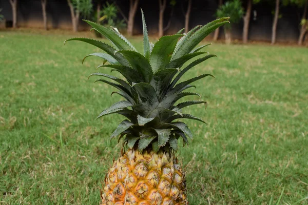 Čerstvé Organické Škubané Ananas Talíři Zeleném Travnatém Pozadí Zahrady Domu — Stock fotografie