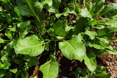 Taze yetişmiş yeşil yapraklı sebze ıspanak ya da Palak yapraklı çiftçilik. Yazın verimli topraklarda yeşil yapraklar yemyeşil yapraklar büyür.