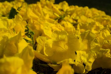 Trompet şeklinde seçici bir odak noktası. Yeşil arka planlı sarı yaşlılar olarak da bilinen bir demet Tecoma çiçeği.