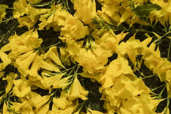 Beautiful Bunch Tecoma Flowers Also Known Yellow Elders Greenery Background — Stock Photo, Image