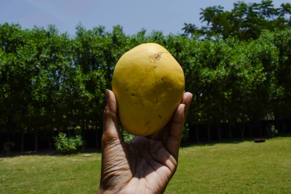 Female Holding Tasty Indian Mangoes Badami Mango Fruit Sweet Taste — Stockfoto