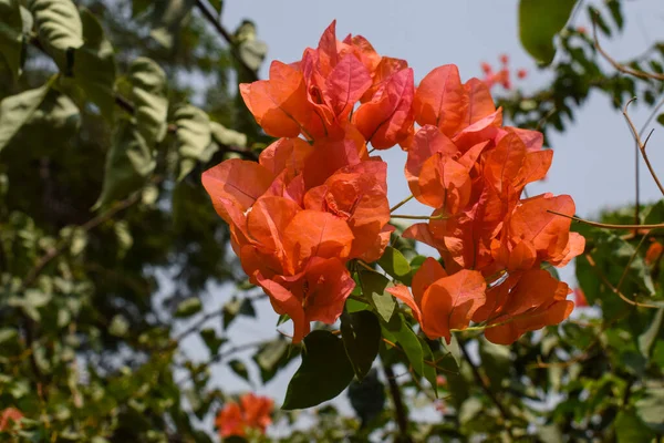 Beautiful Dark Orange Peach Color Shade Bright Bouganvillea Flowers Bunch — Photo