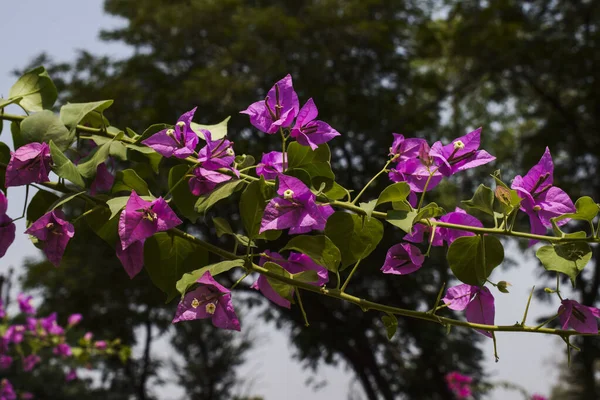 Beautiful Dark Pink Bright Bouganvillea Flowers Bunch Tree Also Known — Photo