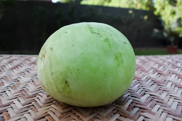 Bottlegourd Vegetable Hand Indian Asian Sphere Shaped Organic Squash Plucked — Stockfoto