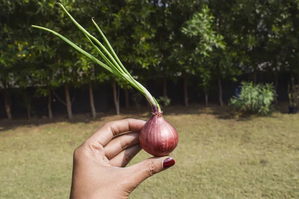 Female holding Sprouting Onion . purple colour color Onions germinated sprouted.Onion vegetable single isolated in nature environment farm field outdoor background