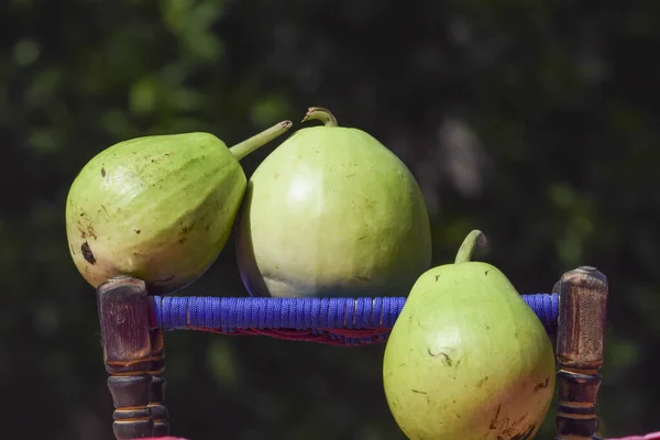 Elongated Pear Shaped Bottle Gourd Vegetable Freshly Harvested Plucked Organic — Stockfoto