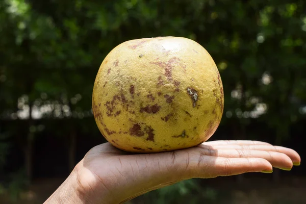 Ινδικό Λάχανο Φρούτο Μπελ Ολόκληρο Επίσης Γνωστό Ξύλινο Μήλο Χρυσό — Φωτογραφία Αρχείου