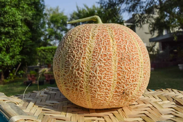 Seitenansicht Der Gelben Farbe Moschusmelone Oder Cantaloupe Auch Bekannt Als — Stockfoto