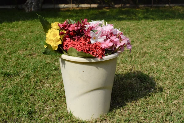 Çok Renkli Çiçekler Farklı Renkte Kovasında Çiçekler Beyaz Frangipani Oleanders — Stok fotoğraf