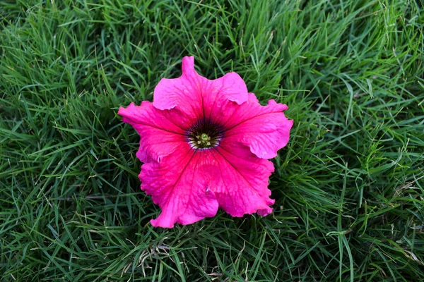 Beautiful Pink Petunia Flower Lush Green Grass Background Copyspace Blank — Stock fotografie