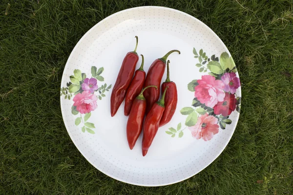 Thick Big Fresh red chilly vegetable. Hot red cayenne pepper or Jalepeno chili used to make Indian Pickle. Lal Achari Mirch on decorative plate background