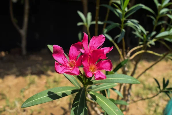 Belle Plante Kaner Plante Fleurs Nerium Oleander Fleurs Kaner Rose — Photo
