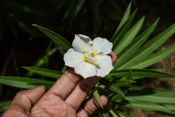 Beautiful White Yellow Shaded Oleander Flower Oleander Album Plenum Flower — Stock Photo, Image