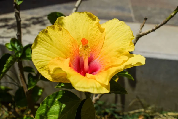 Closeup Beautiful Large Yellow Hibiscus Flower Red Centre Green Leaves — Foto de Stock