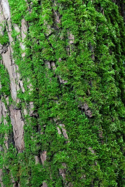 The moss on the bark — Stock Photo, Image
