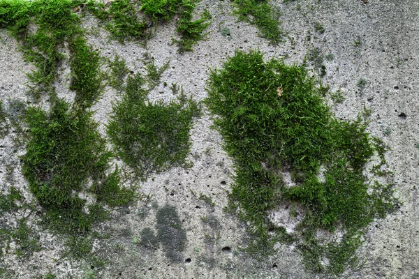 Musgo verde sobre el fondo de textura de piedra — Foto de Stock