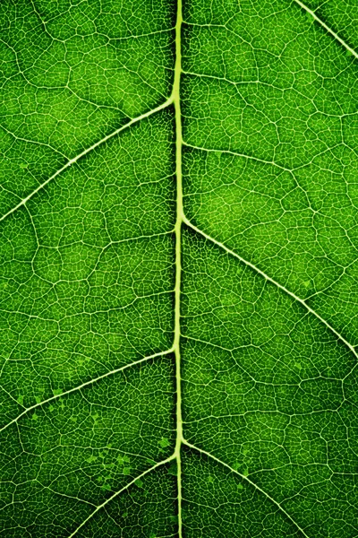 Leaves — Stock Photo, Image