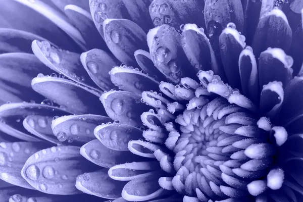 A cor de 2022, muito Peri. Bela flor crisântemo e gotas de água sobre as pétalas close-up. nitidez seleccionada — Fotografia de Stock