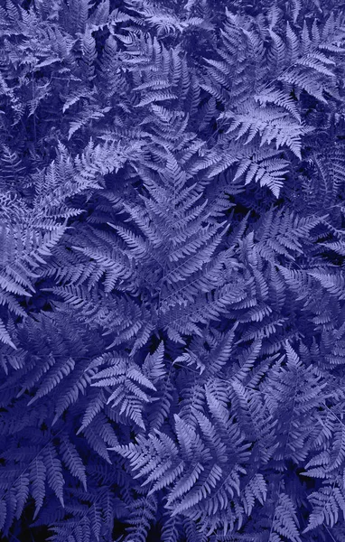 Цвет 2022, Очень Пери. Свежие фиолетовые листья крупным планом. Абстрактный фон природы. Вид сверху Лицензионные Стоковые Изображения