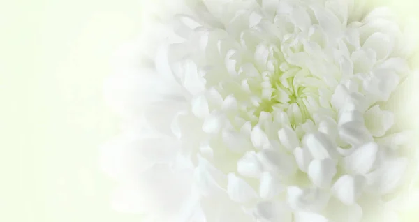 Pétalas de um crisântemo branco flor close-up. Abstrato luz desfocada fundo floral. Foco suave — Fotografia de Stock