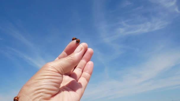 瓢虫爬在女人的胳膊上 靠着蓝蓝的天空和白云 瓢虫昆虫 — 图库视频影像