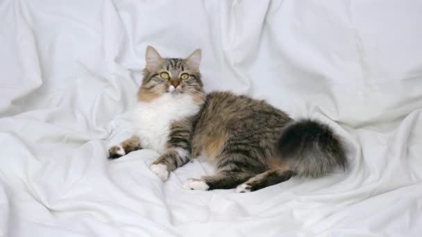 Egy fiatal bolyhos macska fekszik egy fehér ágyon, és fonalgolyókkal játszik. — Stock videók