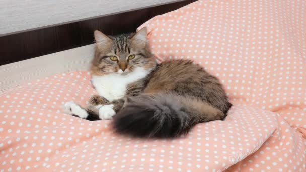 Μια Νεαρή Χνουδωτή Γάτα Είναι Ξαπλωμένη Ένα Άσπρο Κρεβάτι Και — Αρχείο Βίντεο