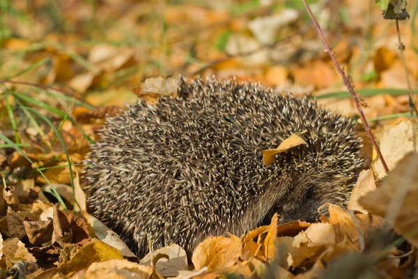 Kirpi sarı-kırmızı üzerinde yatıyor kalkıyor