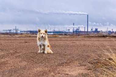 arka plan bitki üzerinde köpek