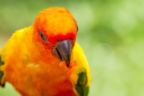 太陽コニュア鳥 — ストック写真
