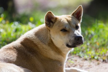 sokak köpeği
