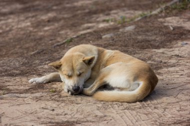 şirin sokak köpeği uyku