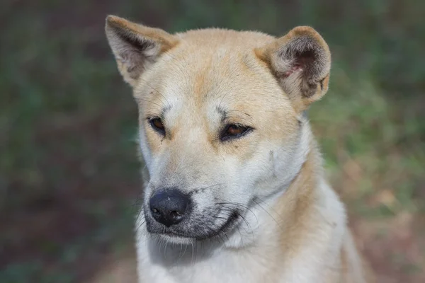 Cute street dog — Stock Photo, Image