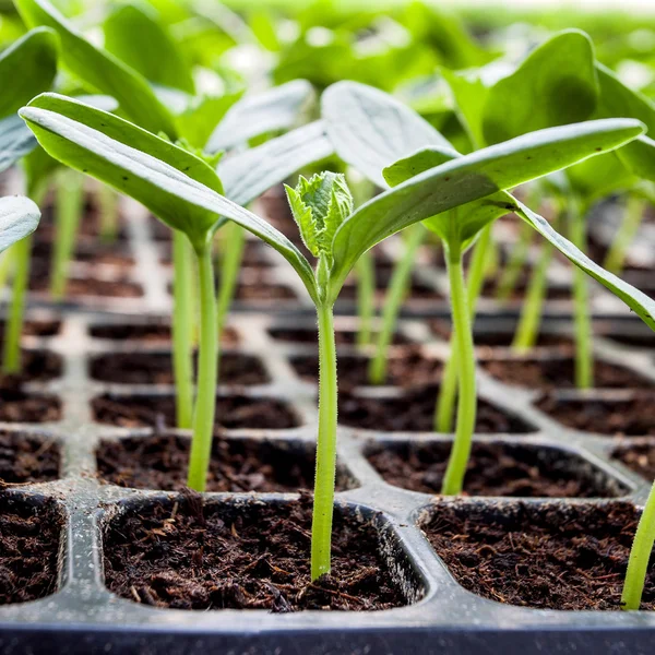 Young seedlings of cucumbers in tray — Stock Photo, Image