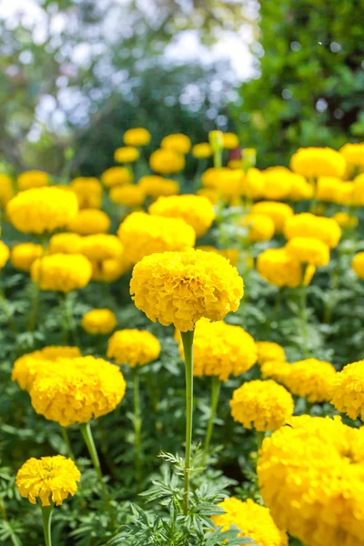 Marigold çiçek olarak çayır — Stok fotoğraf