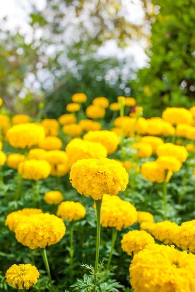 Çayırda, güneş ışığında kadife çiçekleri — Stok fotoğraf