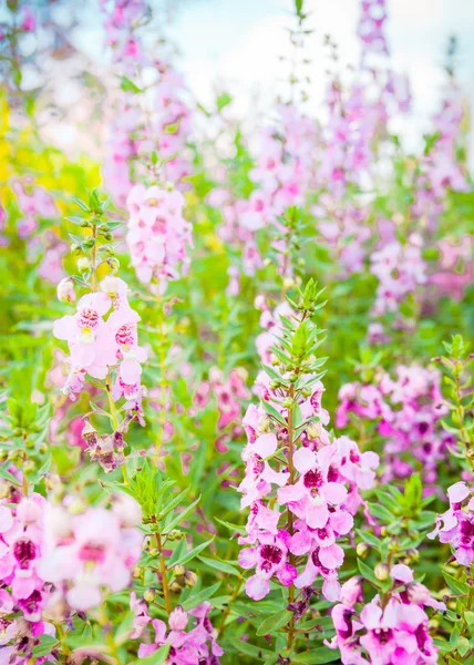 Meadow pink flowers in Northern of Thailand — Stock Photo, Image