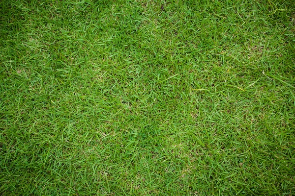 Bir tarladan yeşil çimen dokusu