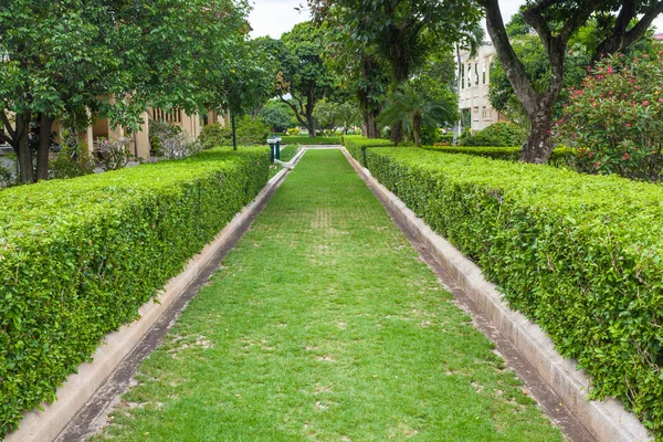 Groen gras traject in een weelderig groen park — Stockfoto