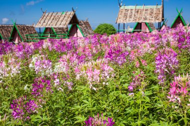 örümcek çiçek veya cleome spinosa Tayland.