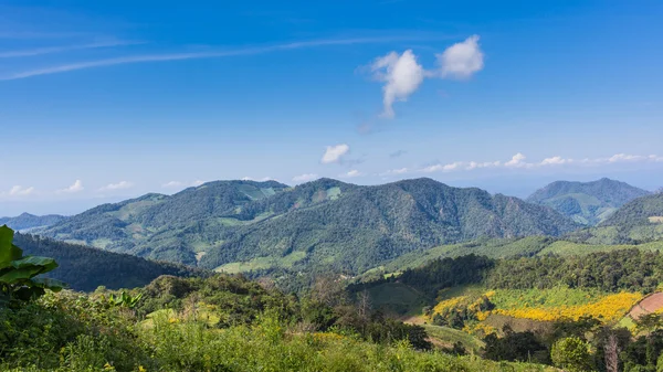 Tung Bua Tong (tournesol mexicain) à Maehongson, Thaïlande . — Photo