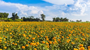 Marigold çiçek olarak çayır