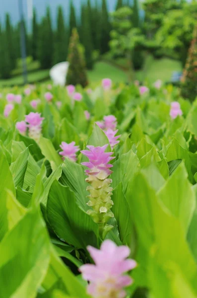 Siam Tulpenblüte — Stockfoto