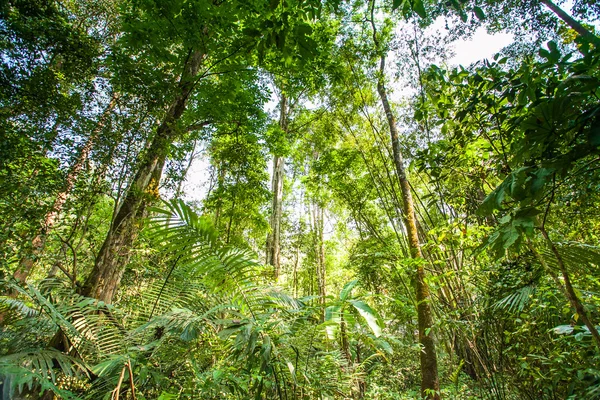 Prachtige groene bossen in thailand — Stockfoto