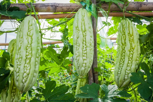 Bitter melon hängande på en vinstock i fältet — Stockfoto